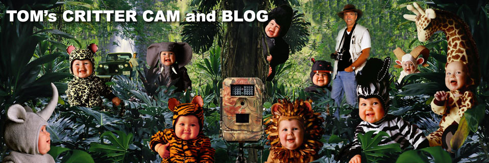 Tom Arma\'s Crittercam and blog with baby photographer Tom Arma and babies dressed as animals