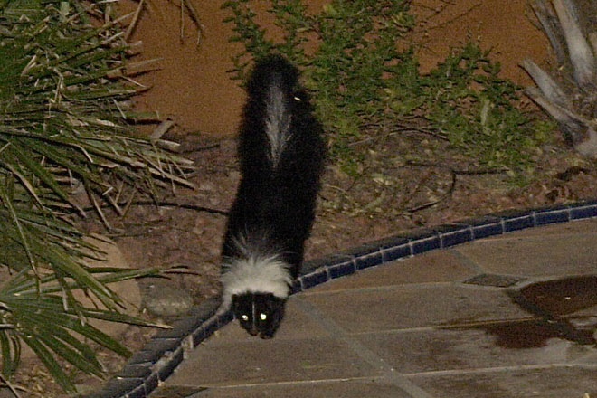 Hooded skunk