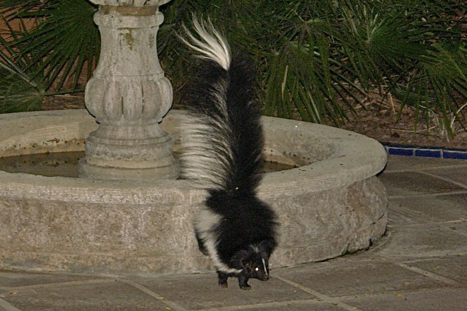 Hooded skunk