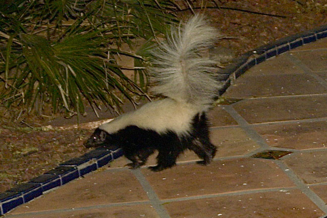 Hog-nosed skunk