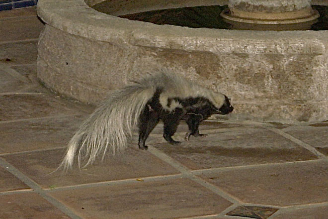 Hooded skunk