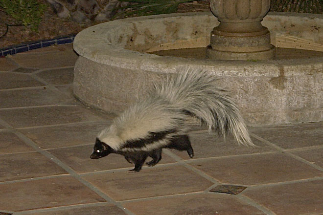 Striped skunk