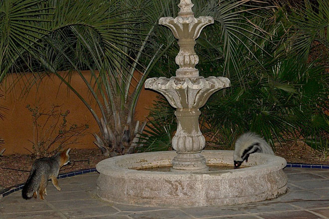 Skunk meets fox at the fountain.